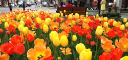 Tulip Time Festival - Holland, Michigan - May 7 - 14, 2016