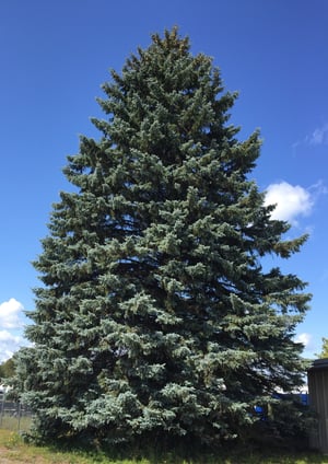 2019-official-state-of-michigan-christmas-tree_original